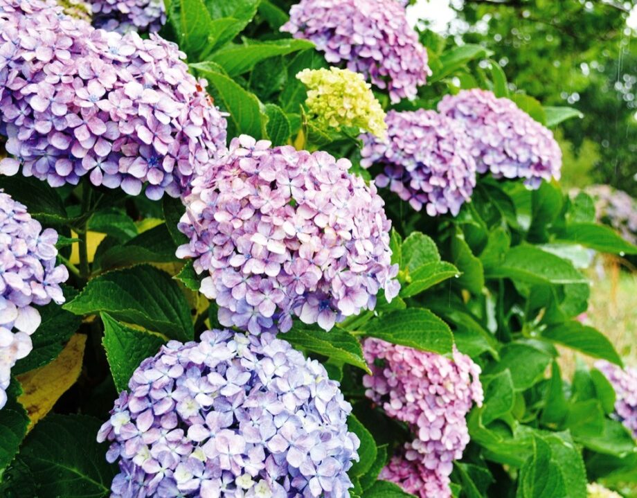【６月14日】ツツジ サツキ 紫陽花 松など「庭木イキイキ剪定教室」＠茅ヶ崎市 南湖公民館