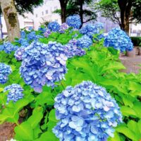 色とりどりのあじさいが開花　梅雨に癒しのひとときを＠平塚市新宿公園