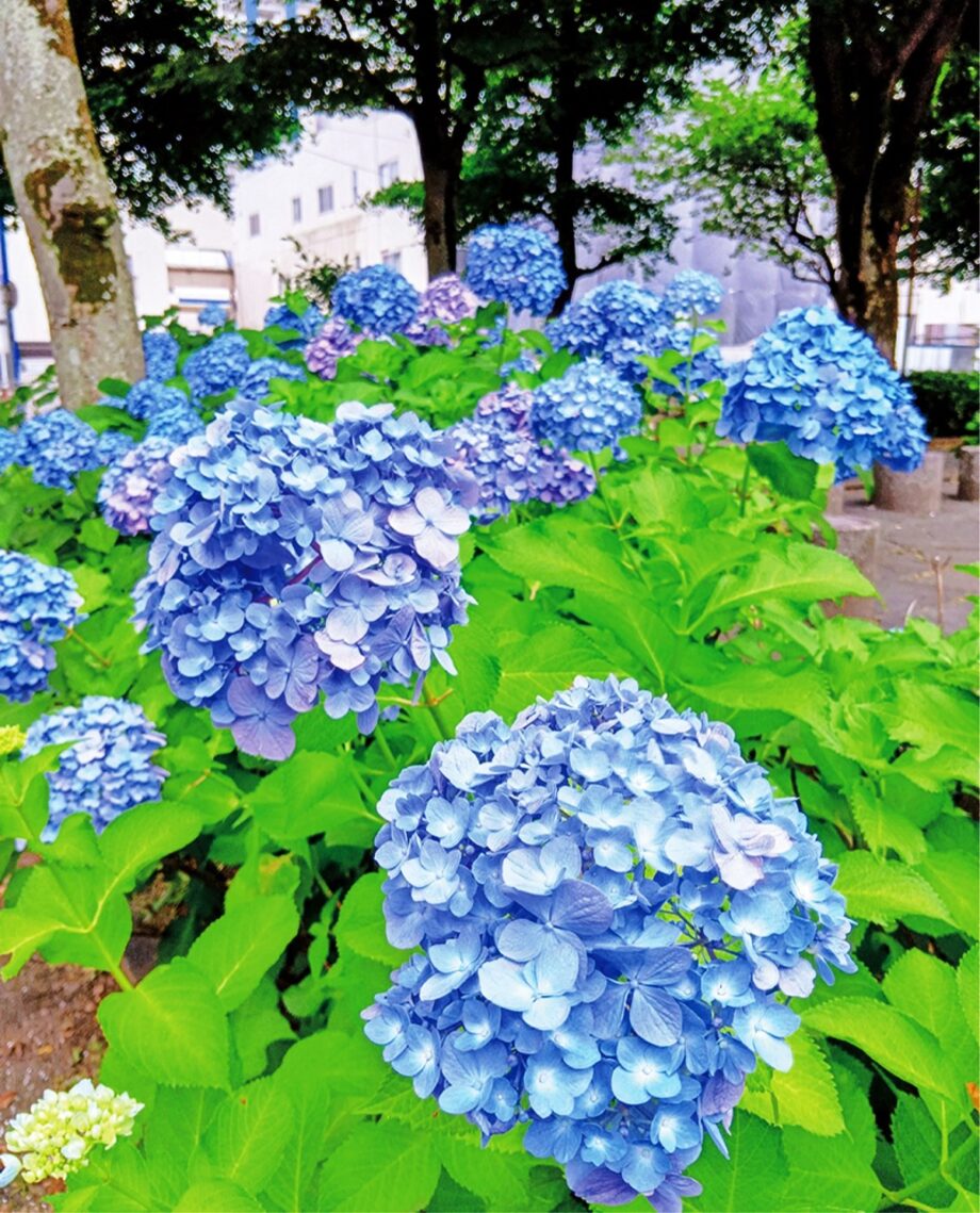 色とりどりのあじさいが開花　梅雨に癒しのひとときを＠平塚市新宿公園