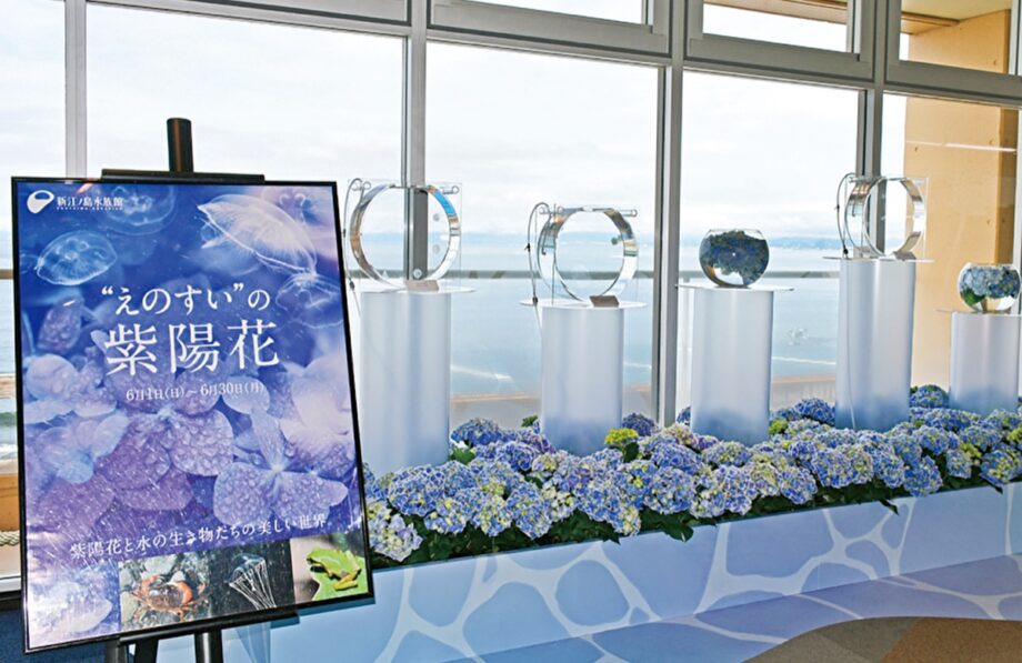 新江ノ島水族館で『”えのすい”の紫陽花』6月30日（月）まで