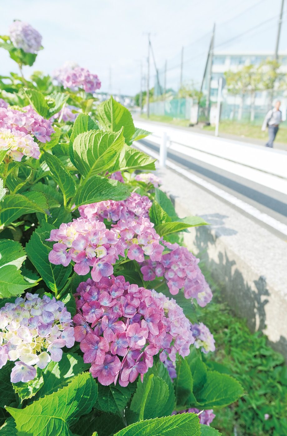 藤沢・大清水境川アジサイロードが見ごろ【2025年6月15日（土）第14回アジサイまつり】