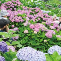 「第８回 上郷あじさい祭り ２０２５」3000株が来場者を魅了＠横浜市栄区上郷町　上郷あじさいの丘