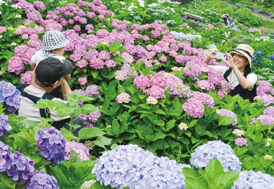 「第８回 上郷あじさい祭り ２０２５」3000株が来場者を魅了＠横浜市栄区上郷町　上郷あじさいの丘