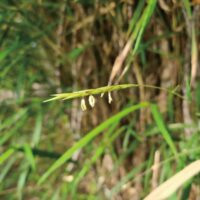 『“100年に一度”竹の花咲く 』江の島サムエル・コッキング苑で可憐に揺れ