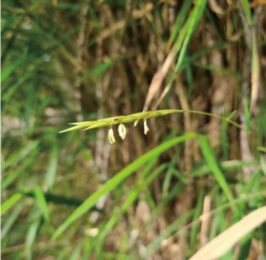 『“100年に一度”竹の花咲く 』江の島サムエル・コッキング苑で可憐に揺れ