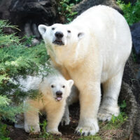【公開中】よこはま動物園ズーラシア ホッキョクグマの親子「イッちゃん」と「ライ」　観覧時間を制限して公開中＠横浜市旭区白根町
