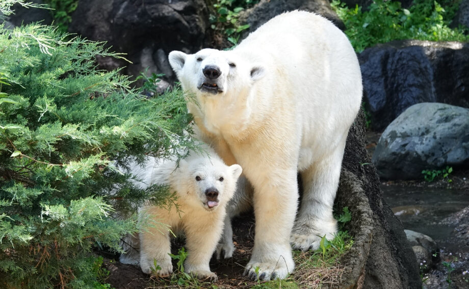 【公開中】よこはま動物園ズーラシア ホッキョクグマの親子「イッちゃん」と「ライ」　観覧時間を制限して公開中＠横浜市旭区白根町