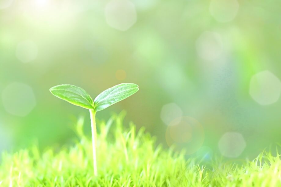 【申込不要・直接現地へ】植えやすい種入りの泥ダンゴ「たねダンゴ」を作る講座開講＠八王子市：片倉つどいの森公園