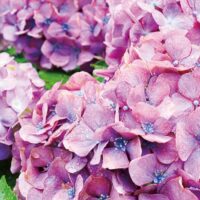 （入園無料）町田薬師池公園四季彩の杜で「しょうぶ・あじさいまつり」2025年6月29日まで【町田市】