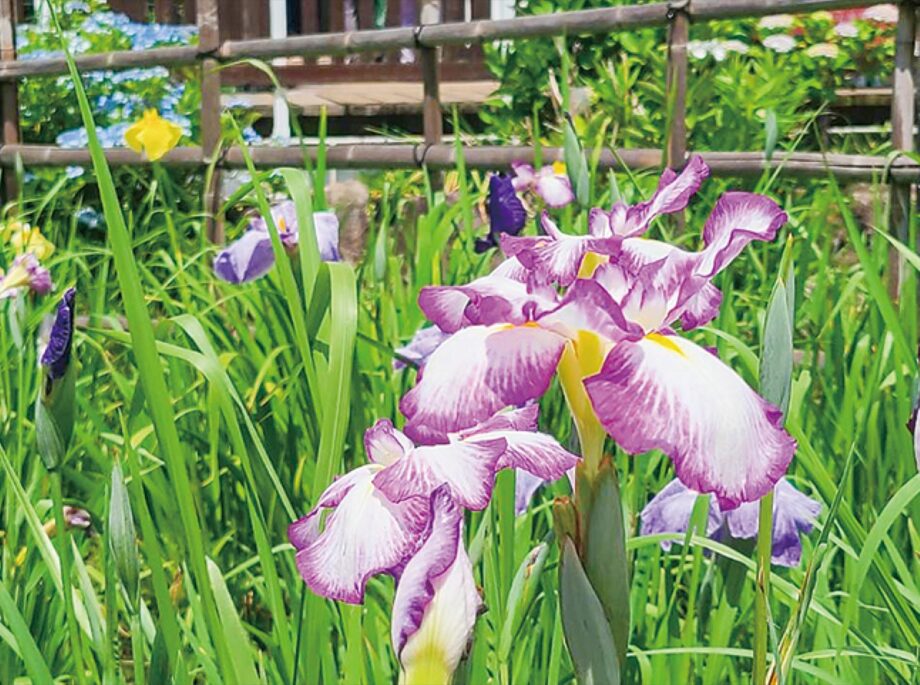 ショウブ見頃に 　座間の立野台公園内
