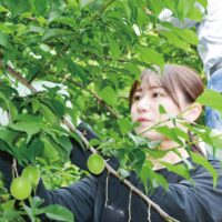 小田原市の特産品「曽我のウメ」初もぎ　２０２５年は昨年比１・５倍の収穫量、期待できる品質