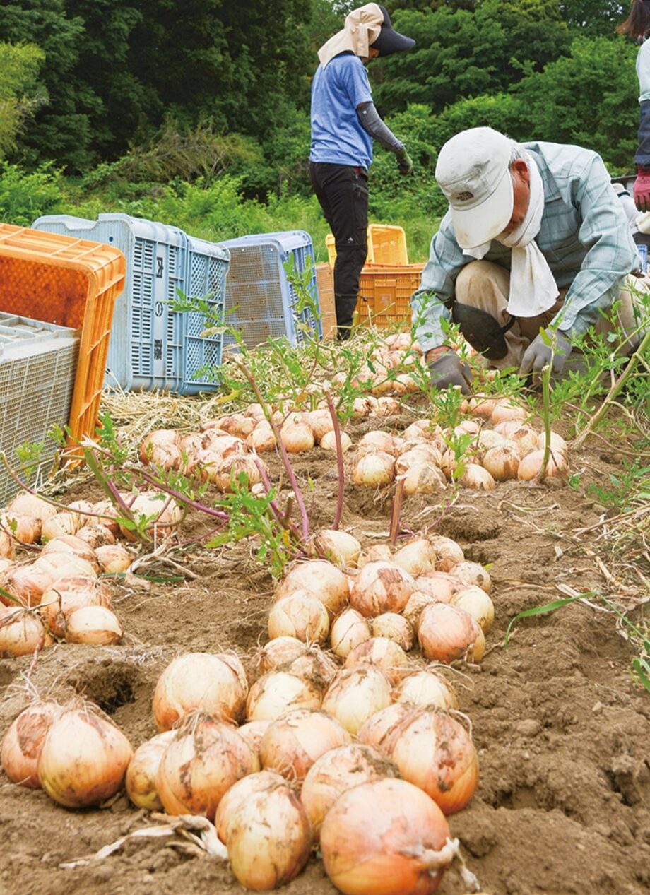 小田原市のブランド「下中たまねぎ」２０２５年も収穫シーズン到来！例年並みの収穫量