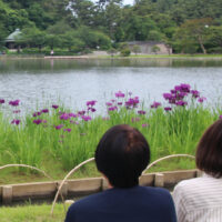 横浜市中区・三溪園で「花しょうぶ展」2025年６月５日から８日まで