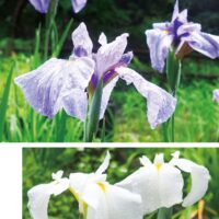 【横浜市緑区】雨に映えるハナショウブ 四季の森公園しょうぶ園～6月8日はマルシェ開催～