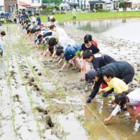 〈開成町と真鶴町の児童交流１０周年〉真鶴町の児童が開成町金井島の田んぼで田植えを体験