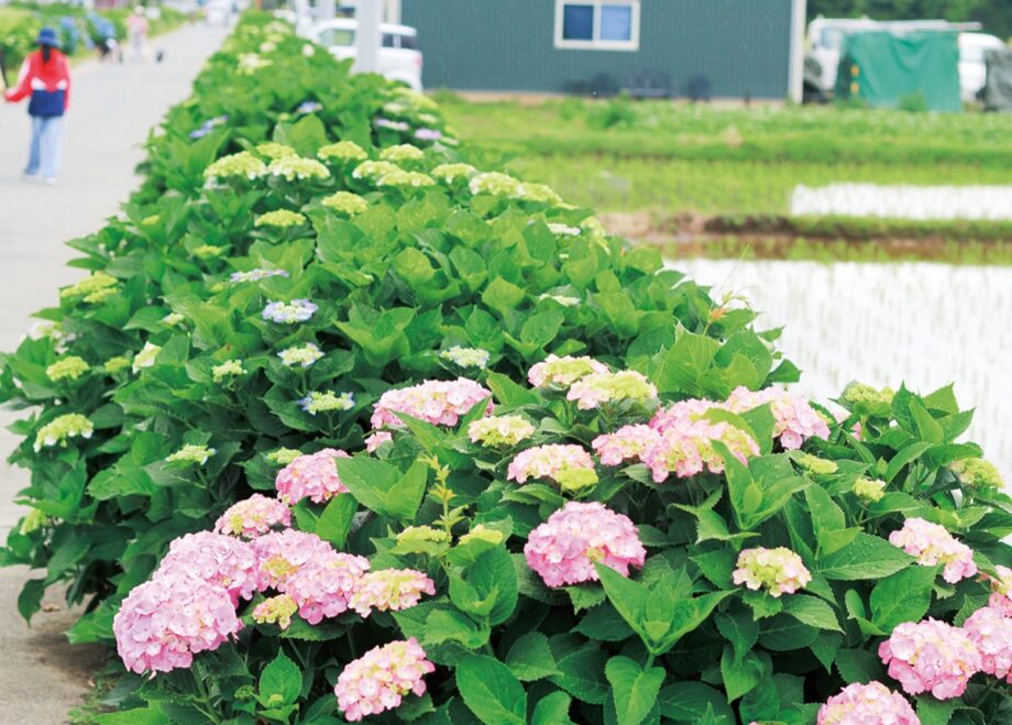 〈６月７日(土)～１５日(日)まで〉開成町「あじさいまつり」開催中！水田地帯にぎわう９日間