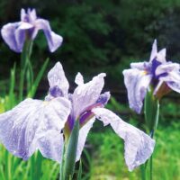 神奈川県立四季の森公園しょうぶ園で雨に映えるハナショウブ＠横浜市