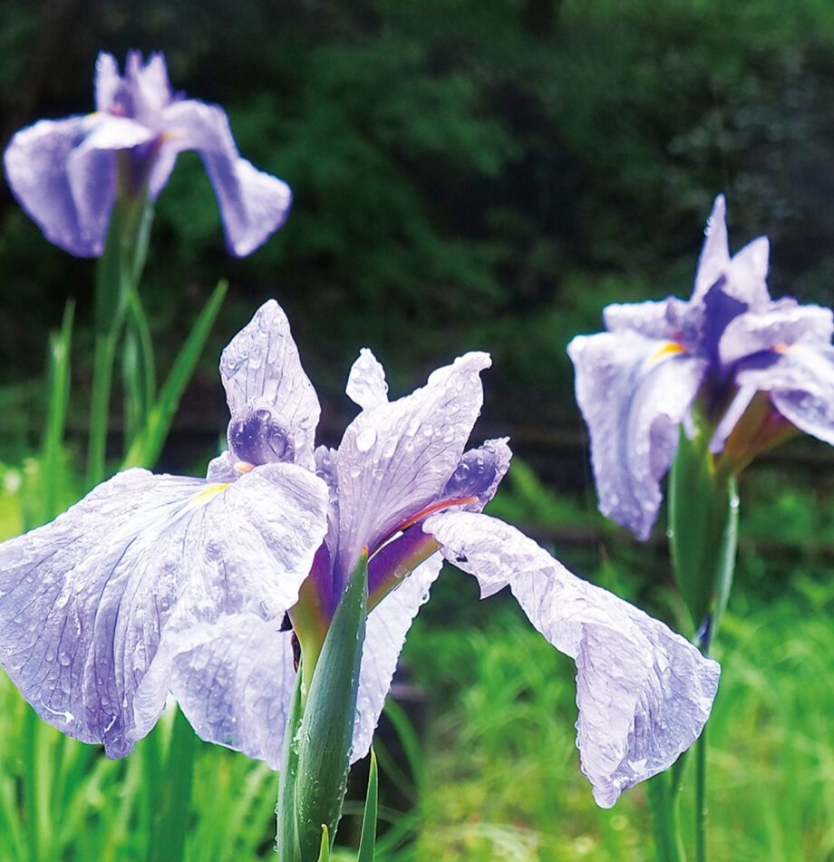 神奈川県立四季の森公園しょうぶ園で雨に映えるハナショウブ＠横浜市