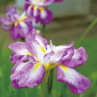 龍源山正泉寺で花しょうぶ展が開催中【相模原市緑区相原】