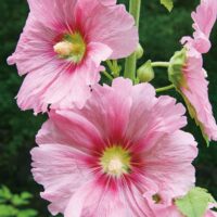 【横浜市緑区】タチアオイの花 凛と 県立四季の森公園で 6月末まで見頃