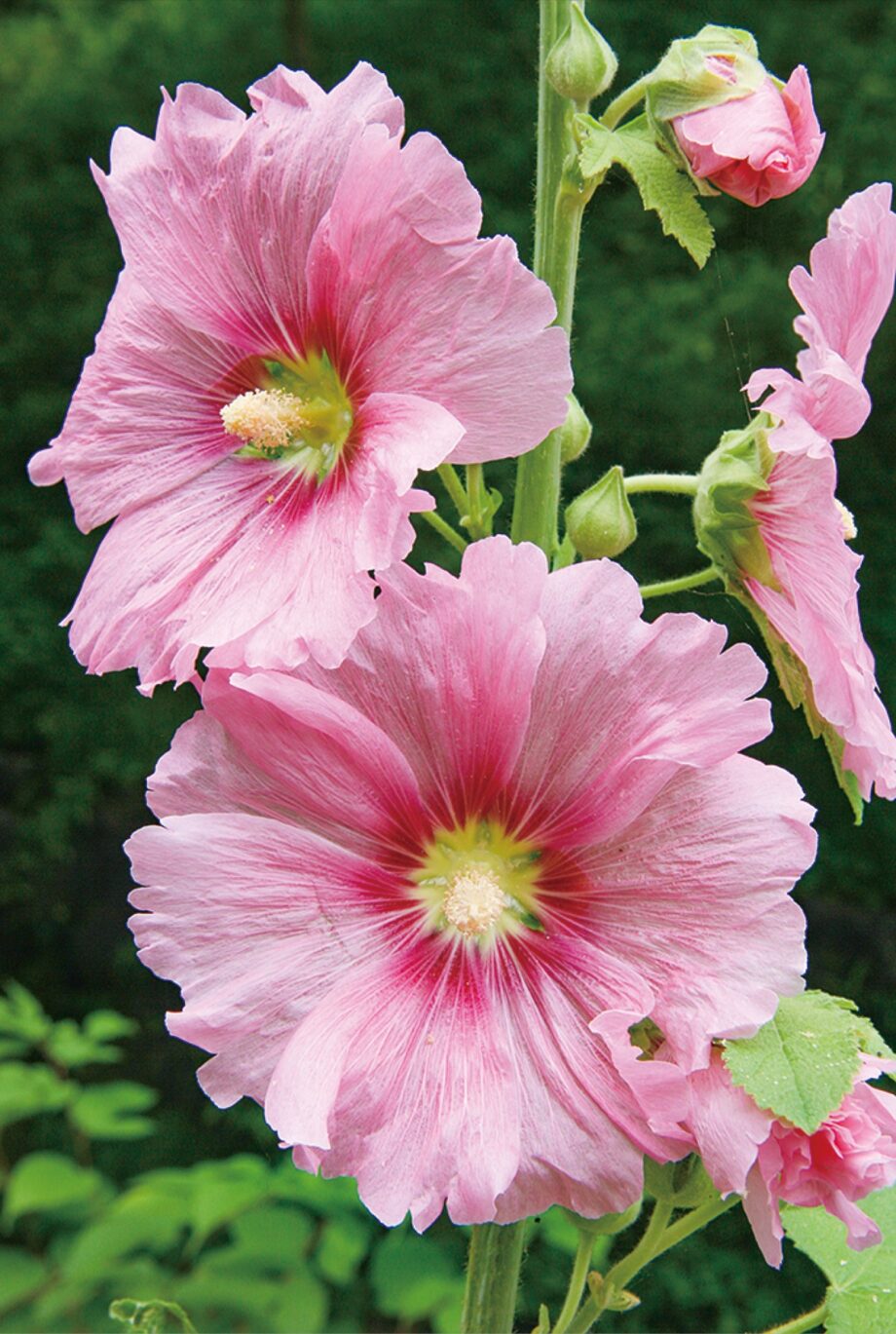 【横浜市緑区】タチアオイの花 凛と 県立四季の森公園で 6月末まで見頃