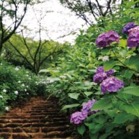 厚木市七沢の県立七沢森林公園、あじさい階段2025年は開花はゆっくり