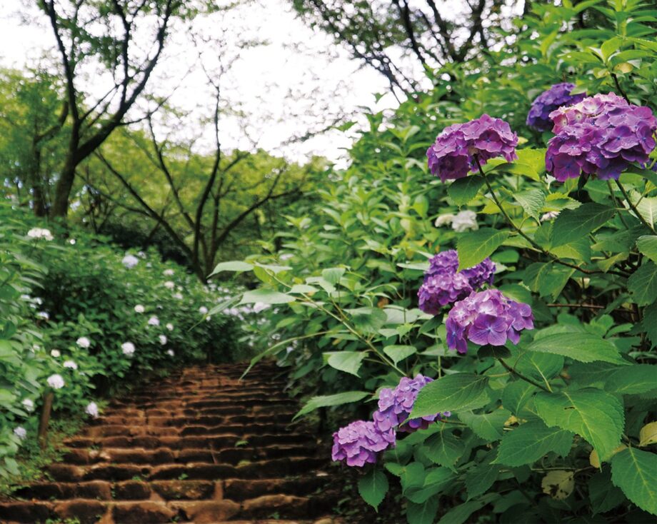 厚木市七沢の県立七沢森林公園、あじさい階段2025年は開花はゆっくり