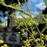 「ミシマサイコ」の歴史や育て方を学べる講座が７月５日（土）に氷川神社（相模原市中央区清新）で開催