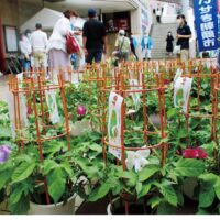 聖蹟桜ヶ丘の初夏の風物詩「第43回ふるさと多摩夏まつり」が聖蹟桜ヶ丘駅周辺（多摩市）で開催