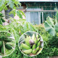 ＜川崎市中原区＞まるで南国に？石塚靜さん宅の庭にパパイヤ、バナナが実る！