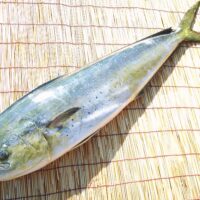 実は高級魚⁉平塚市で漁獲されるシイラってどんな魚？誰でも作れる簡単レシピもご紹介！
