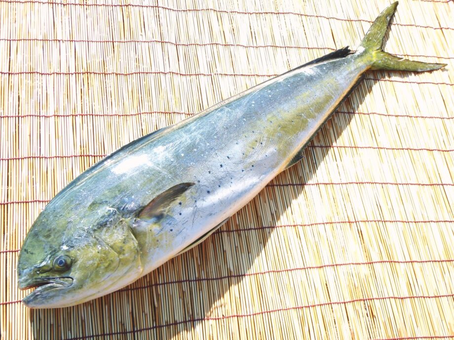 実は高級魚⁉平塚市で漁獲されるシイラってどんな魚？誰でも作れる簡単レシピもご紹介！