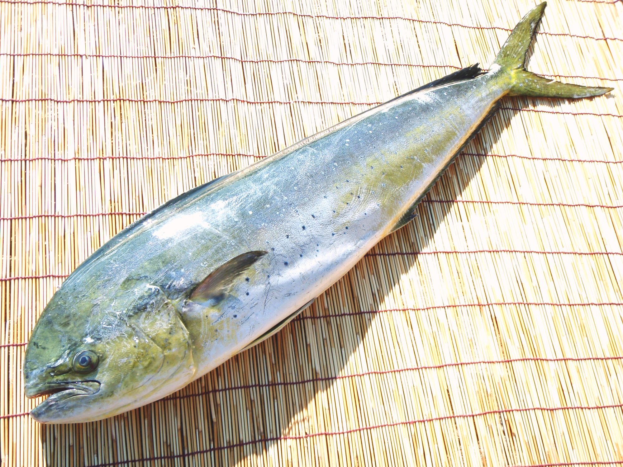 bb6e019cf5609699bbc2b8adc6ab0b