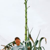 数十年に1度だけ咲く花を見に行こう　リュウゼツランの開花がもうすぐ【茅ヶ崎市萩園】