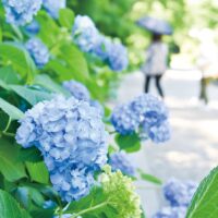 川崎市宮前区・県立東高根森林公園でアジサイが見頃～色とりどり1000株が彩る
