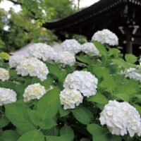 川崎市多摩区・妙楽寺で「あじさいまつり」約１千株が咲き競う【2025年６月15日】「こども将棋塾」も