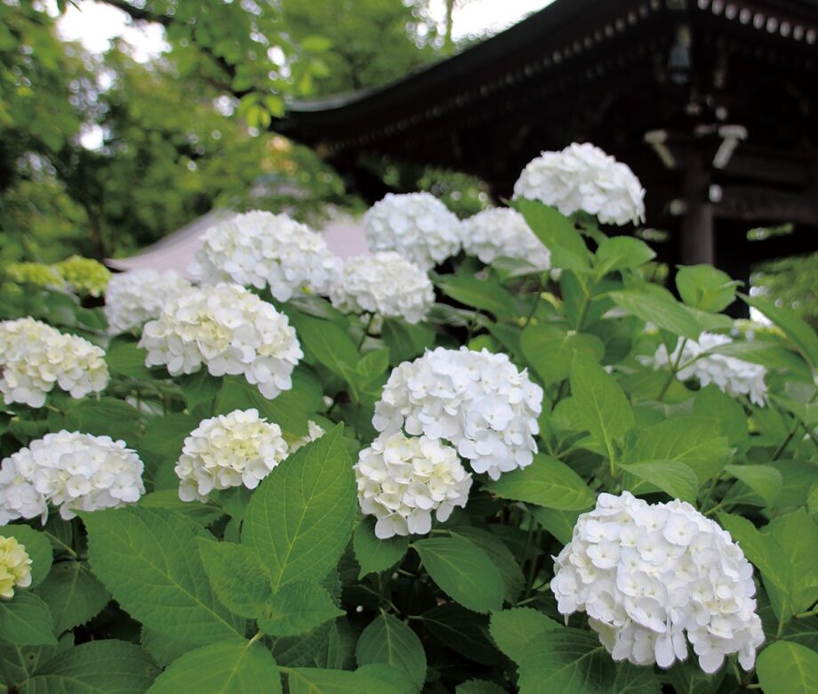 川崎市多摩区・妙楽寺で「あじさいまつり」約１千株が咲き競う【2025年６月15日】「こども将棋塾」も