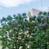 神奈川歯科大・ジャカランダが夏の訪れを告げる「熱帯の桜」～南国を思わせる紫の花～