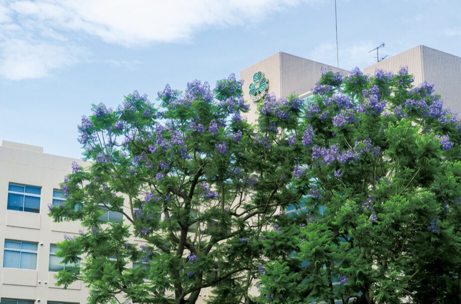 神奈川歯科大・ジャカランダが夏の訪れを告げる「熱帯の桜」～南国を思わせる紫の花～