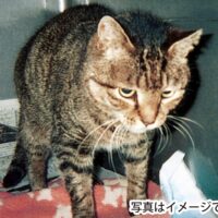 【申込先着順】横浜市・港南区獣医師会 ｢不幸な猫｣を減らそう  先着順40頭無料受付 不妊去勢手術