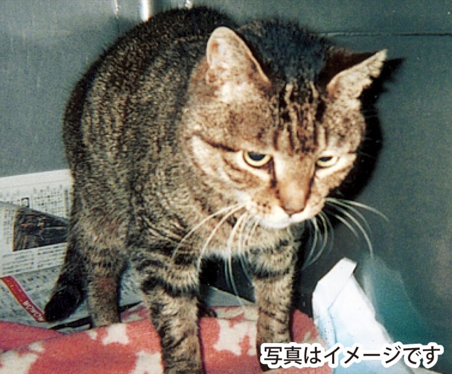 【申込先着順】横浜市・港南区獣医師会 ｢不幸な猫｣を減らそう  先着順40頭無料受付 不妊去勢手術