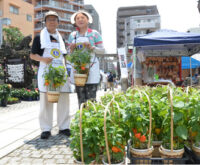 横浜市の鶴見神社で｢ほおずき市｣　７月12日　ミニバザーなども