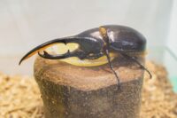【箱根町立森のふれあい館】特別展「生きた昆虫展」開催中！〈９月１５日(月)まで〉