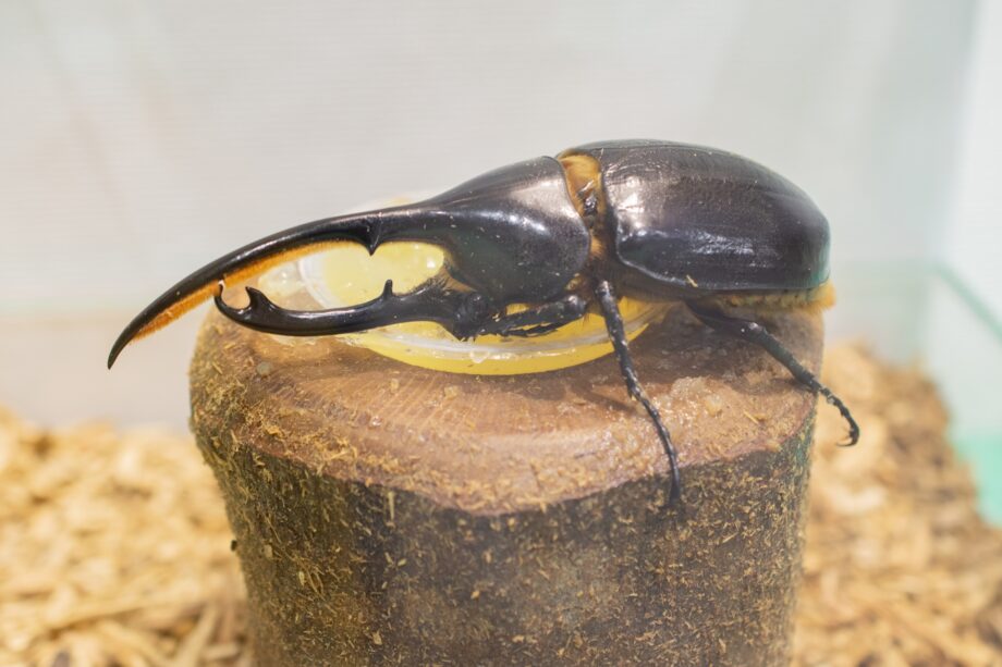 【箱根町立森のふれあい館】特別展「生きた昆虫展」開催中！〈９月１５日(月)まで〉