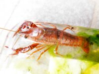 ＜参加無料＞三ツ池公園（鶴見区）でザリガニ釣り　外来種駆除を目的に