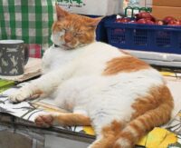 鶴ヶ峰・喜久屋青果店　７月末の閉店へ　名物看板猫「めいちゃん」見納め＠横浜市旭区鶴ヶ峰