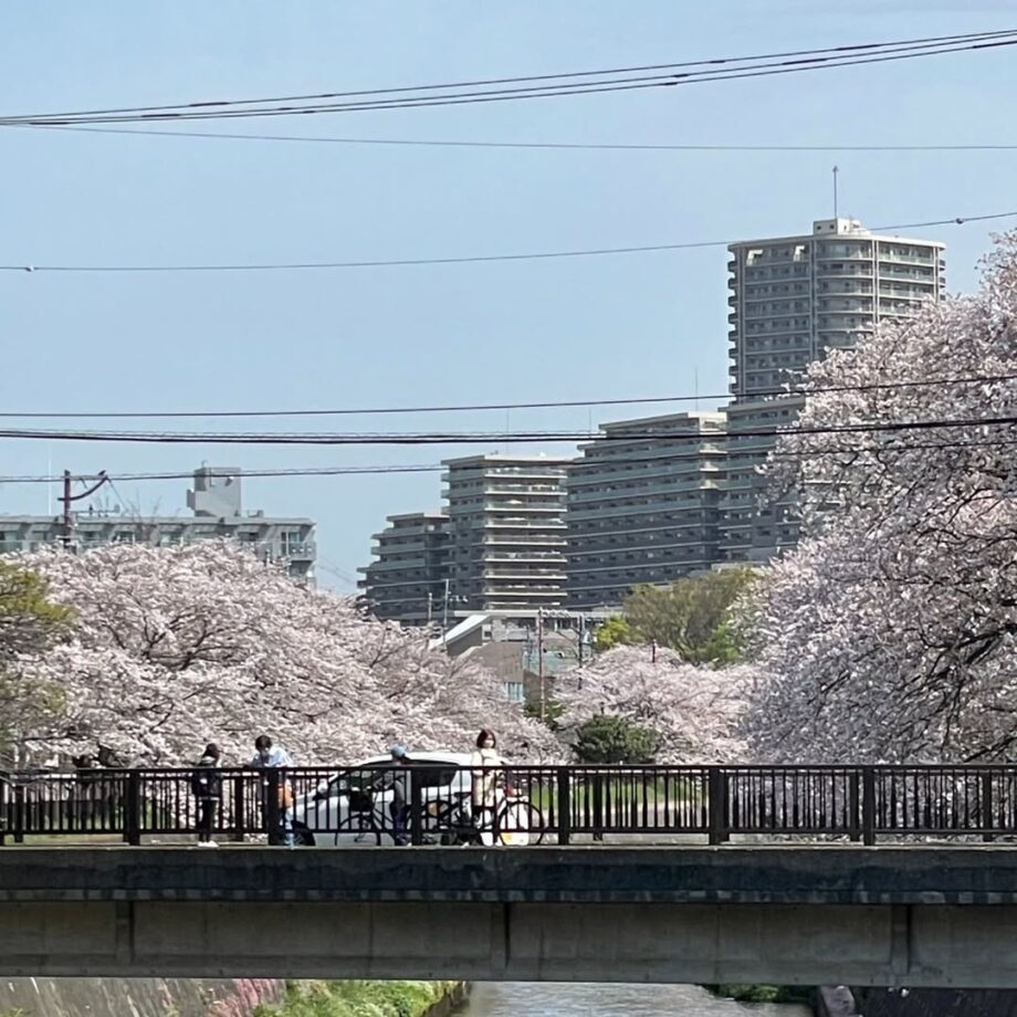 藤沢市湘南台を歩く　桜、川風さわやかコース
