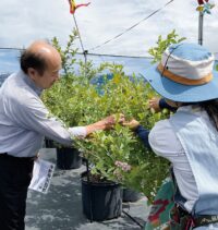 夏の思い出作りに！寒川町初のブルーベリー農園開園＜2025年7月14日＞