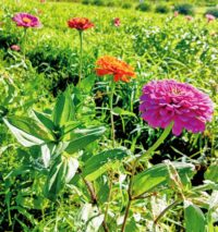 平塚で色とりどりの『百日草』開花＠イシックス馬入のお花畑