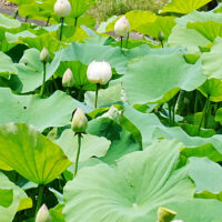 ハスの花  まもなく見ごろ 　厚木市斎場近く 下古沢の池で